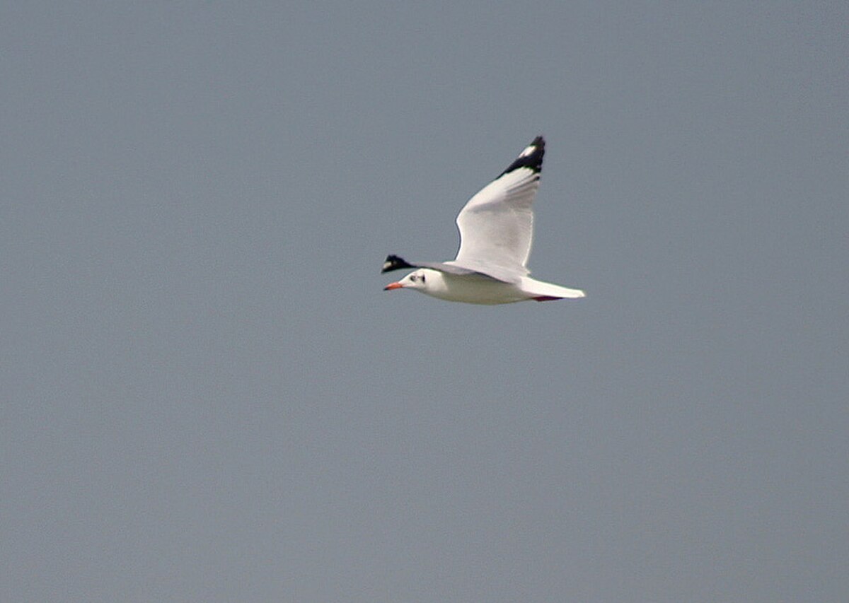 Mouette du Tibet