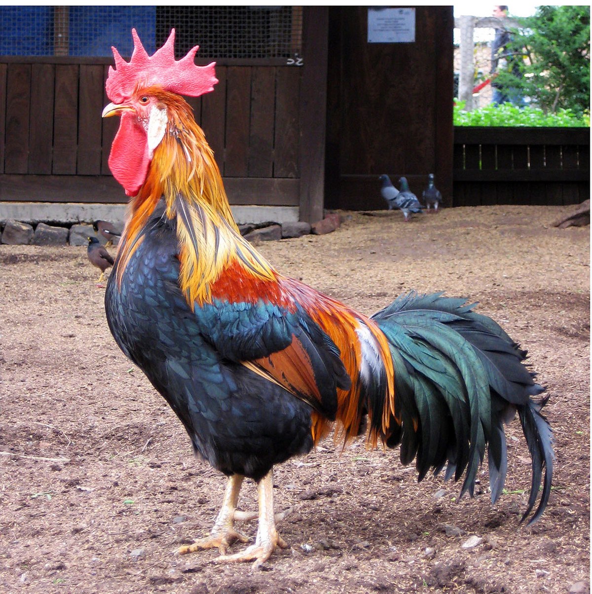 Coq