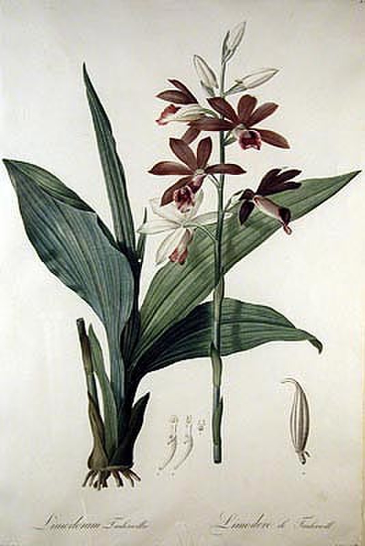 Phaius