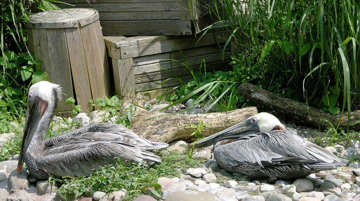 Pélicans brun à terre