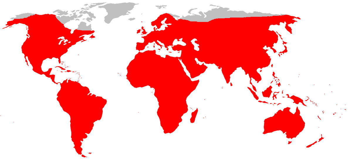 Brown rat distribution.png