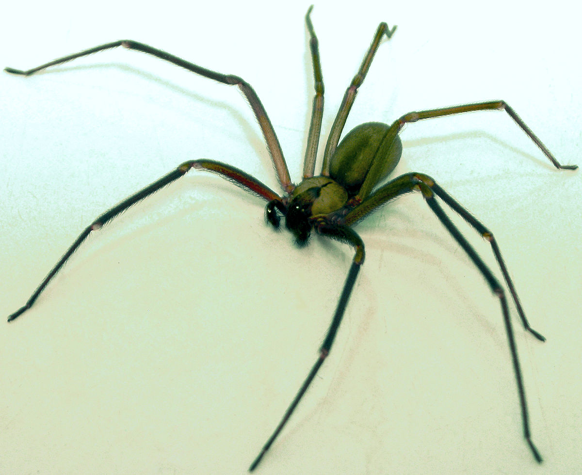 Loxosceles reclusa