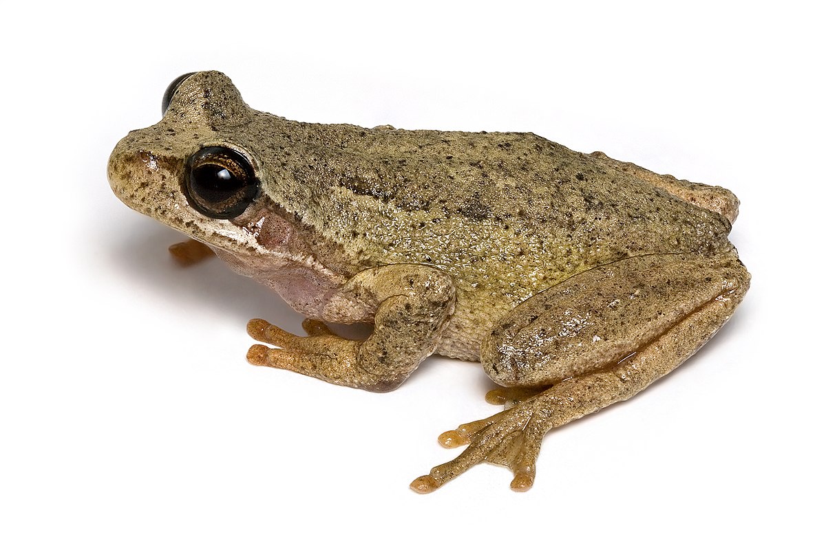 Litoria ewingii