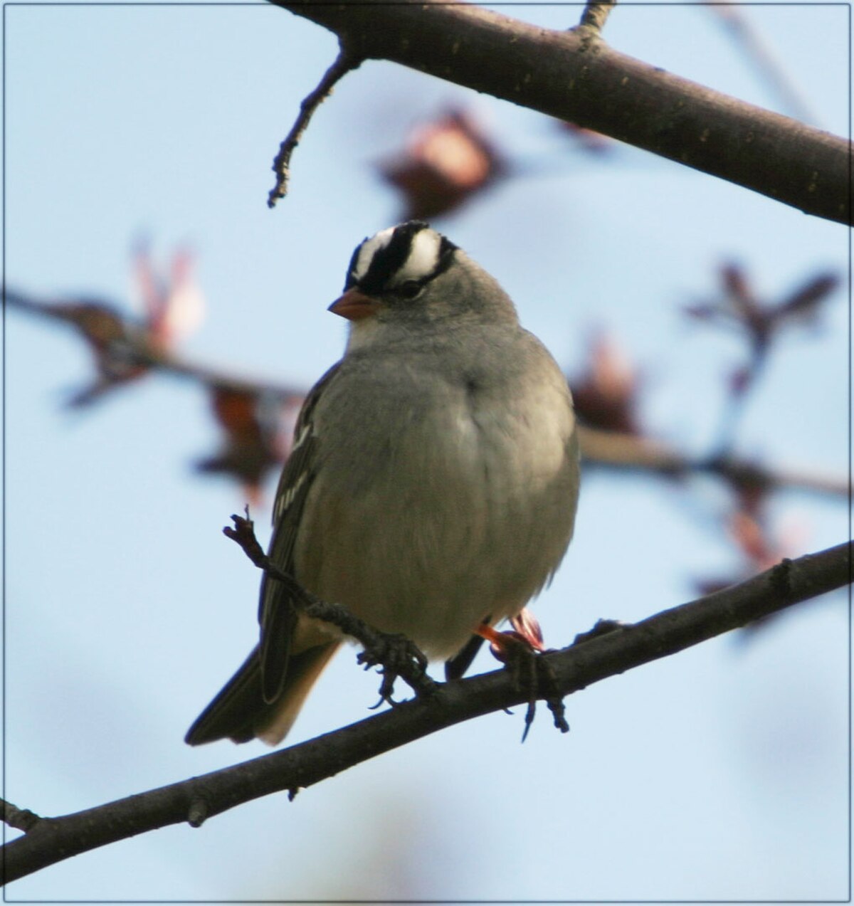 Bruant à couronne blanche copie.jpg