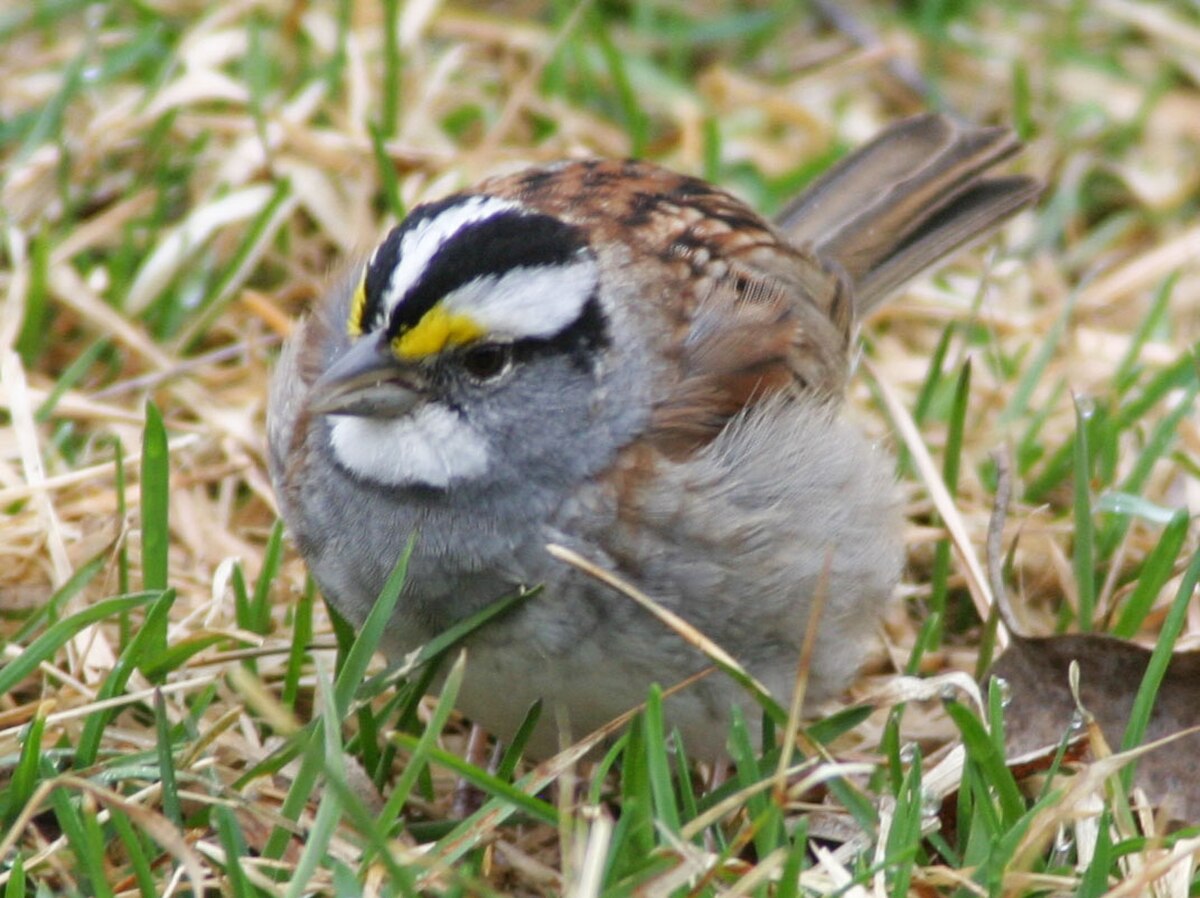 Bruant à gorge blanche.jpg