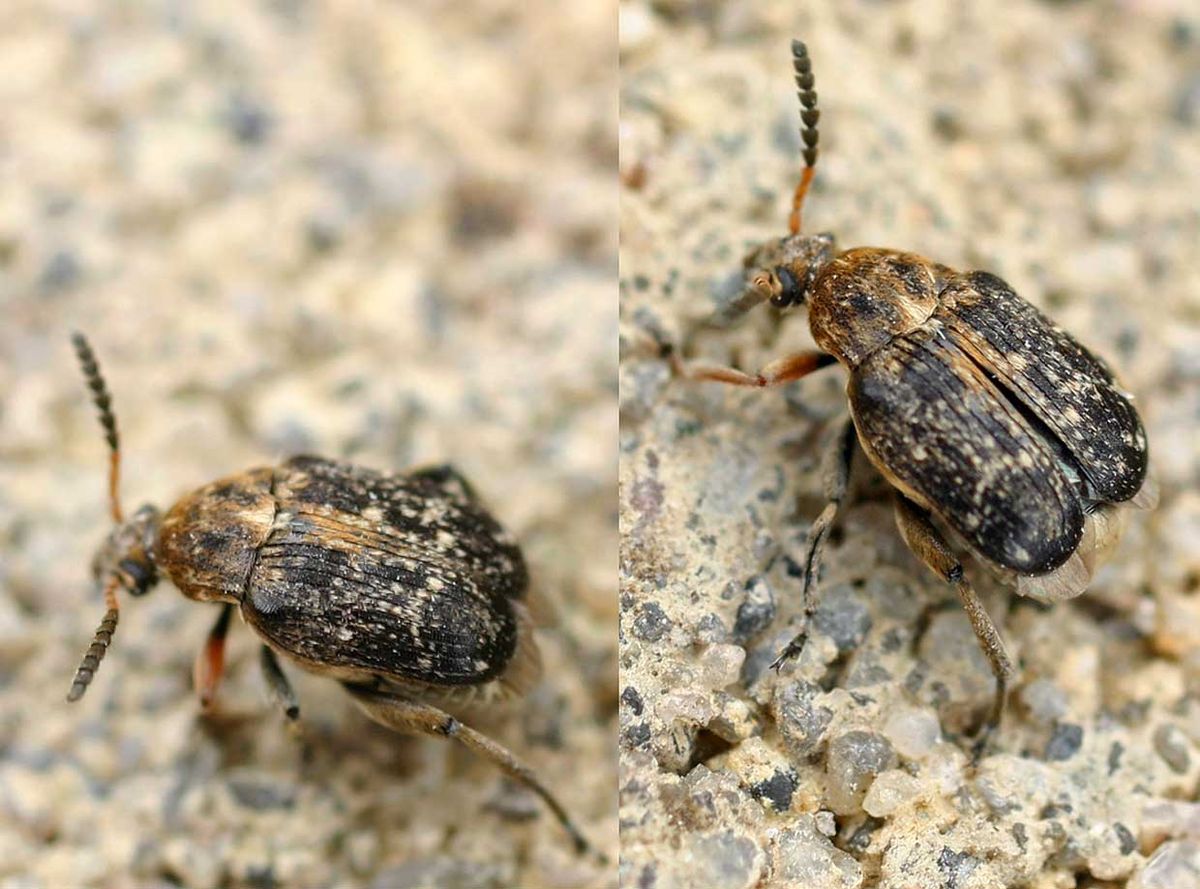 Bruchinae