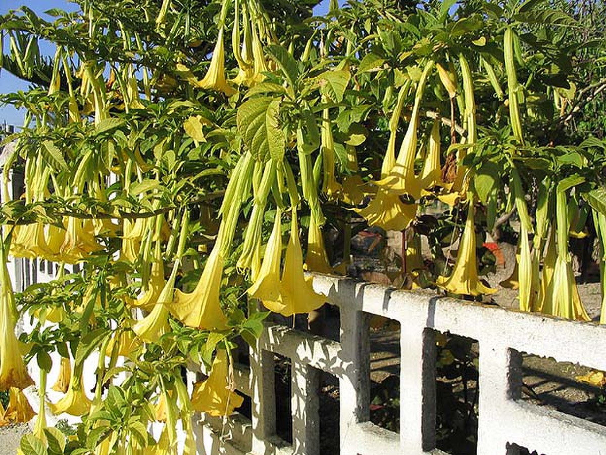 Brugmansia