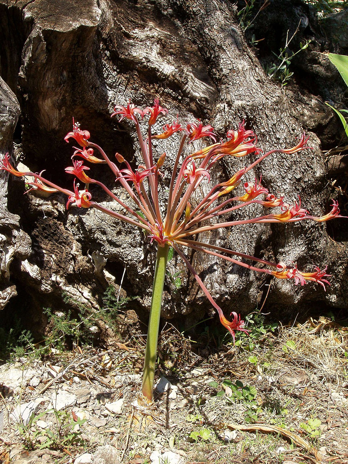 Brunsvigia