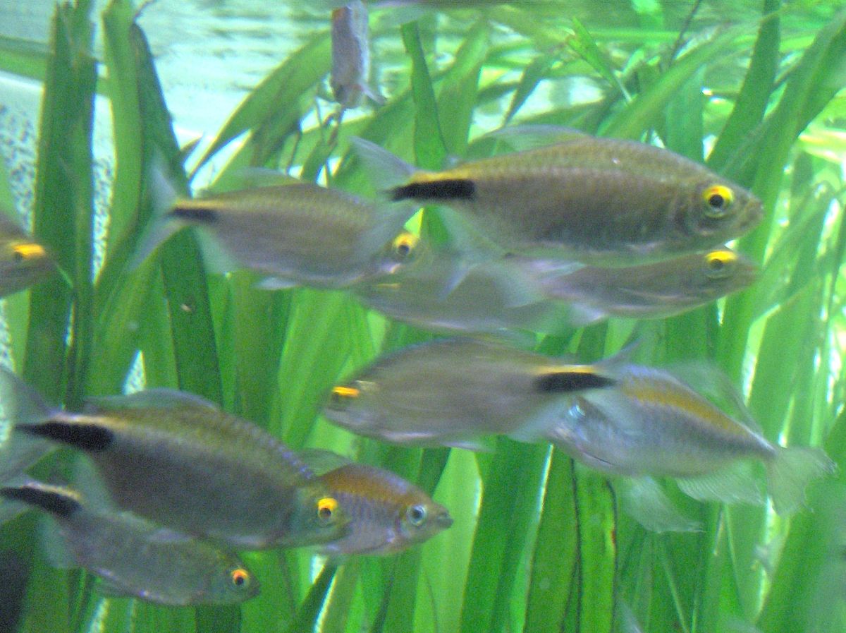 Brycinus