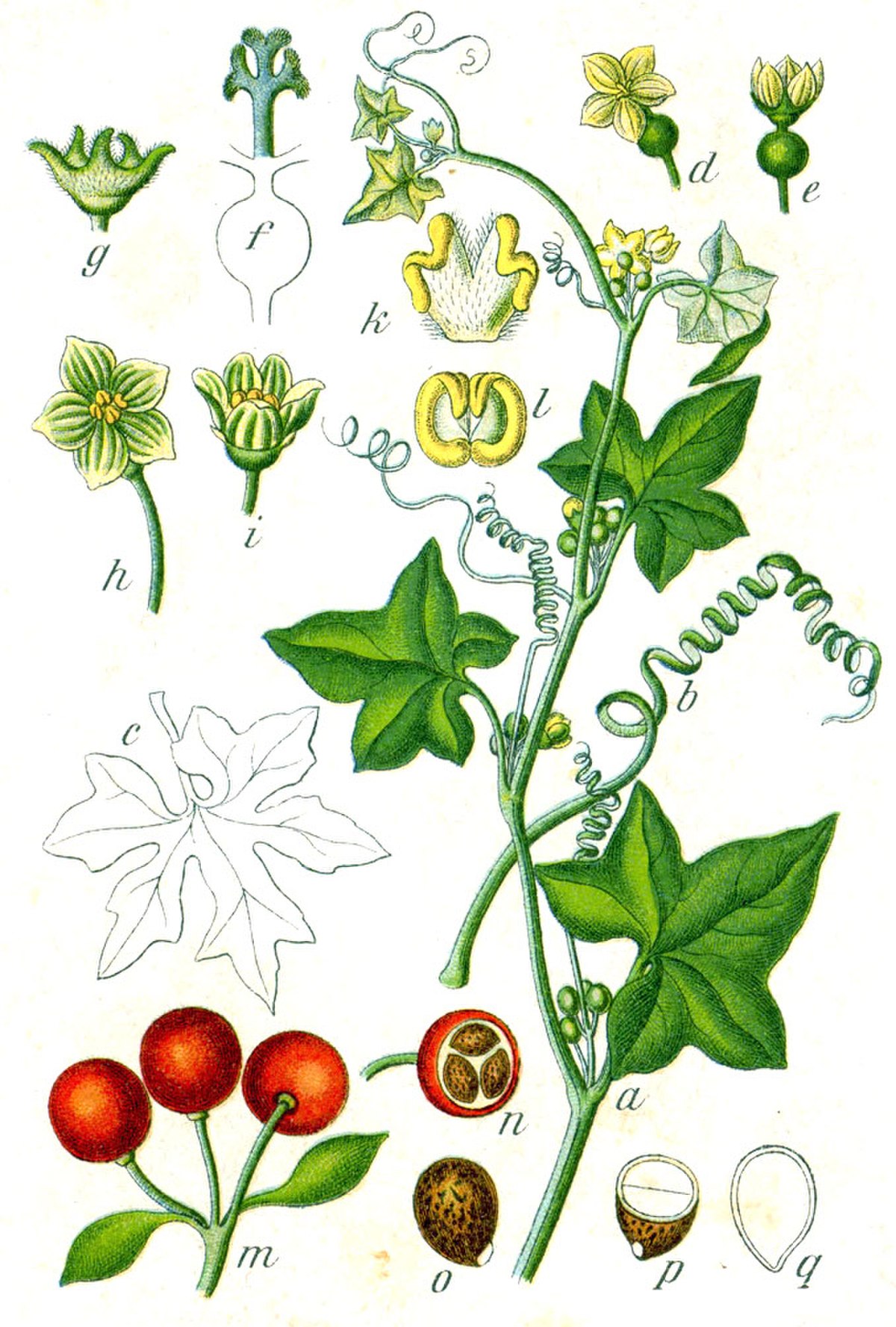 Bryone dioïque