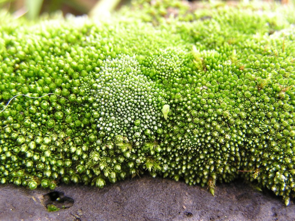 Bryum