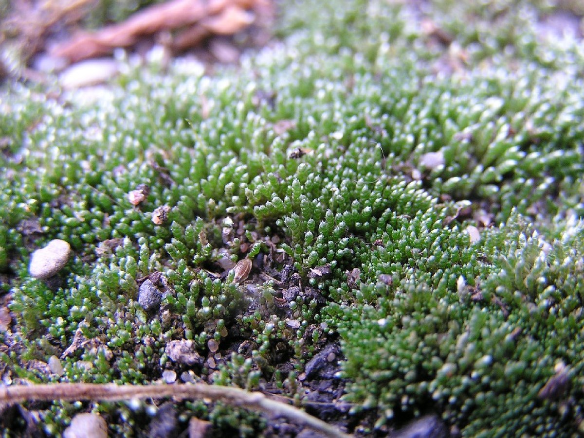 Bryum argenteum