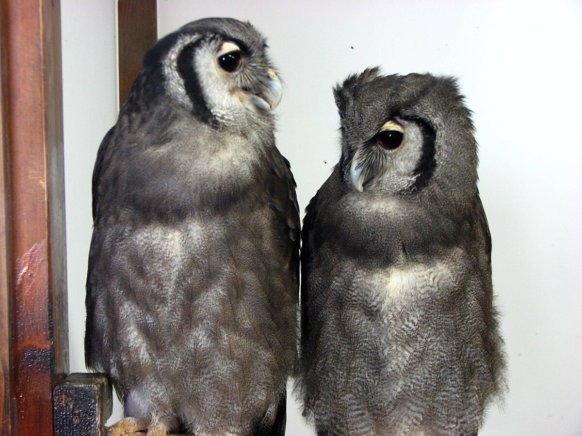 Bubo lacteus pair.jpg