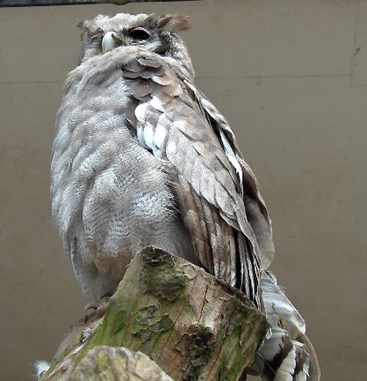 Grand-duc de Verreaux