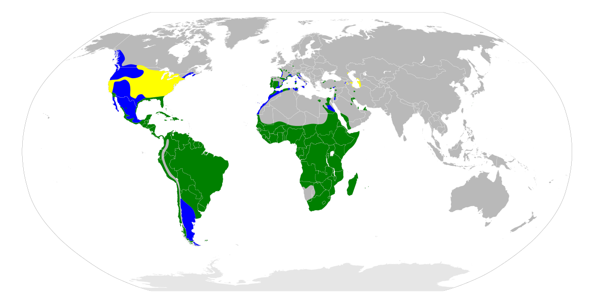 Bubulcus ibis map.svg
