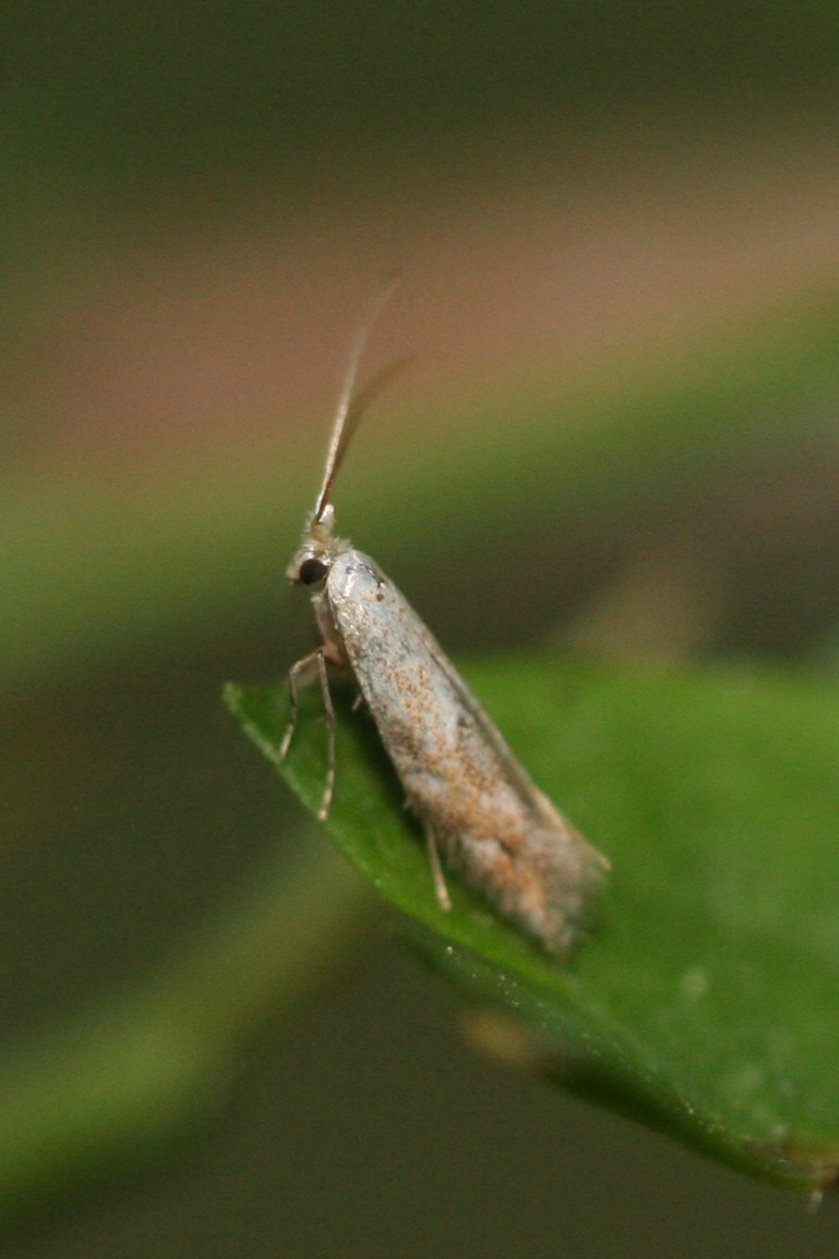 Bucculatrix