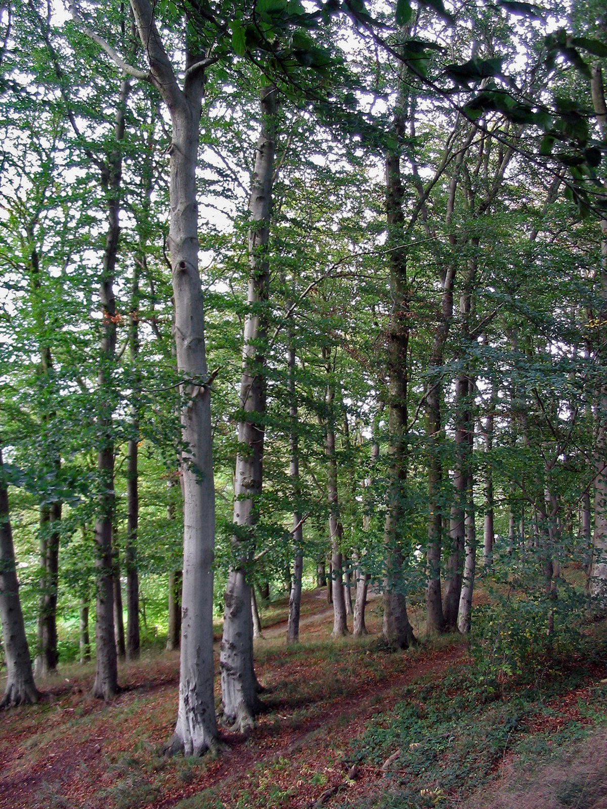 Fagus