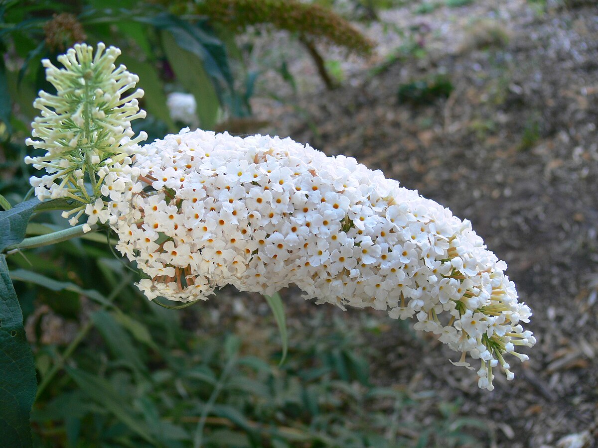 Buddleja albiflora