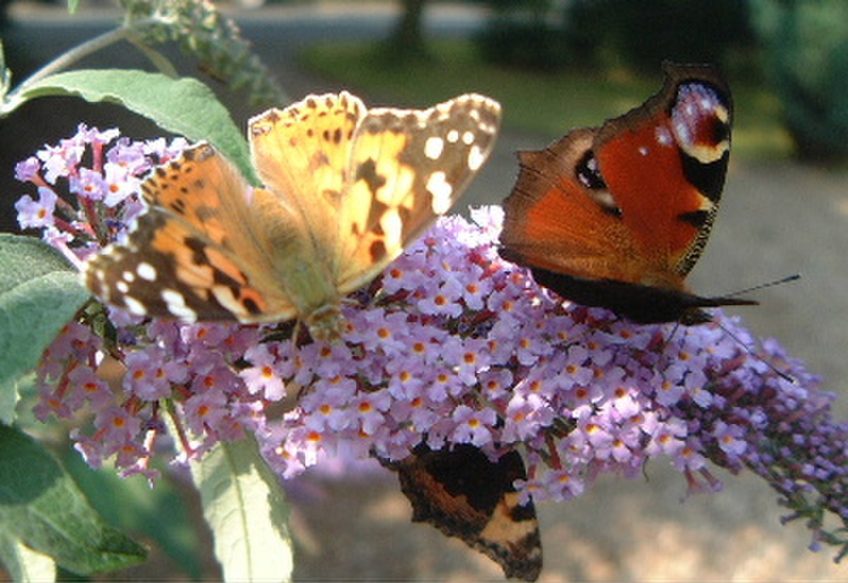 Buddleiabutterflies.JPG