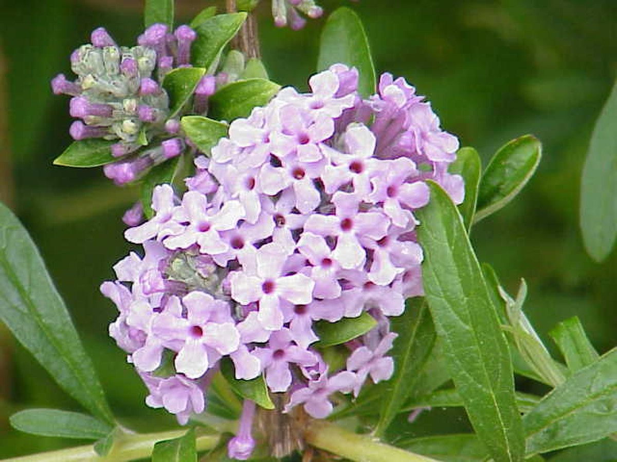 Buddleja