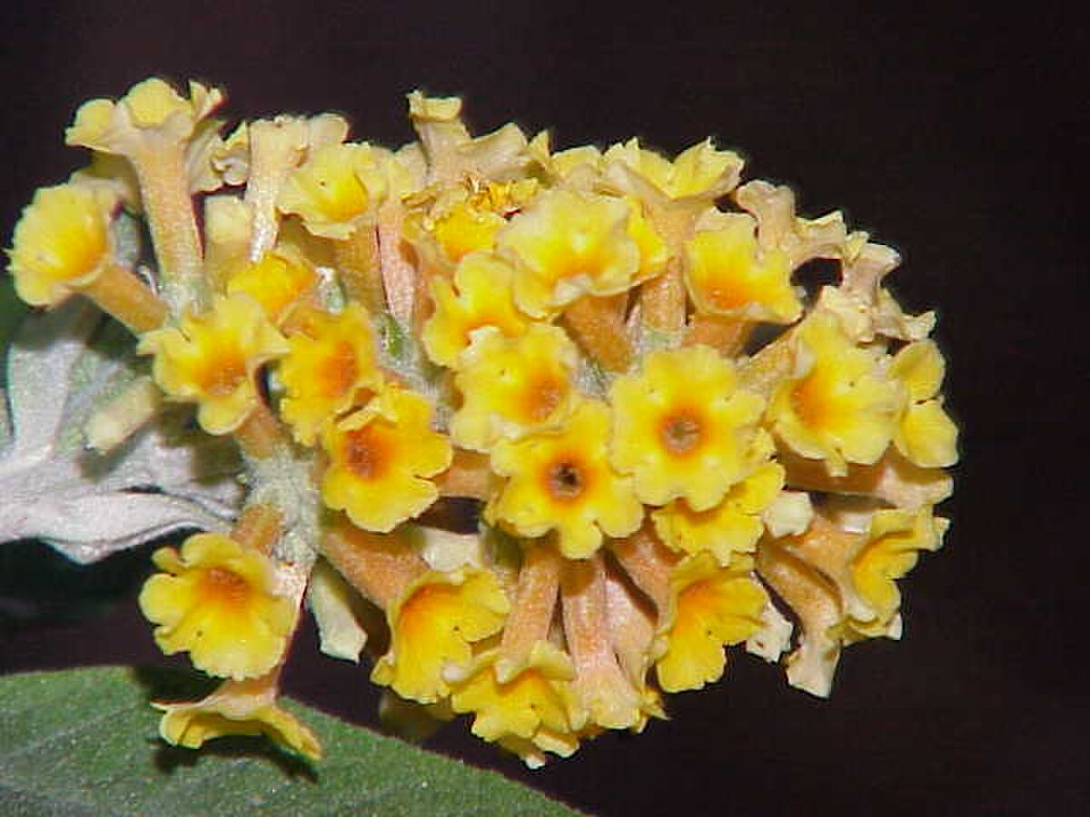 Buddlejaceae
