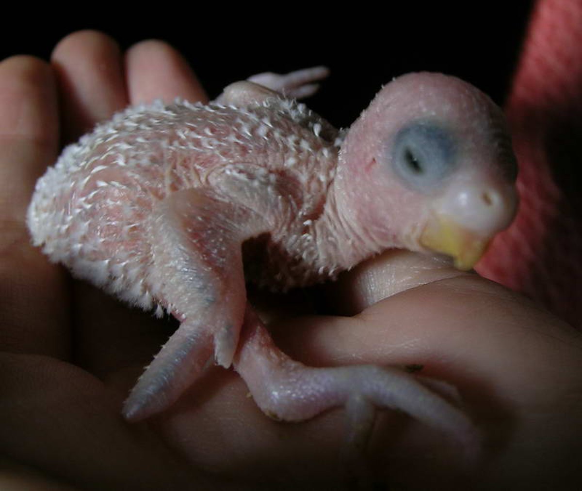 Budgerigar baby02.jpg