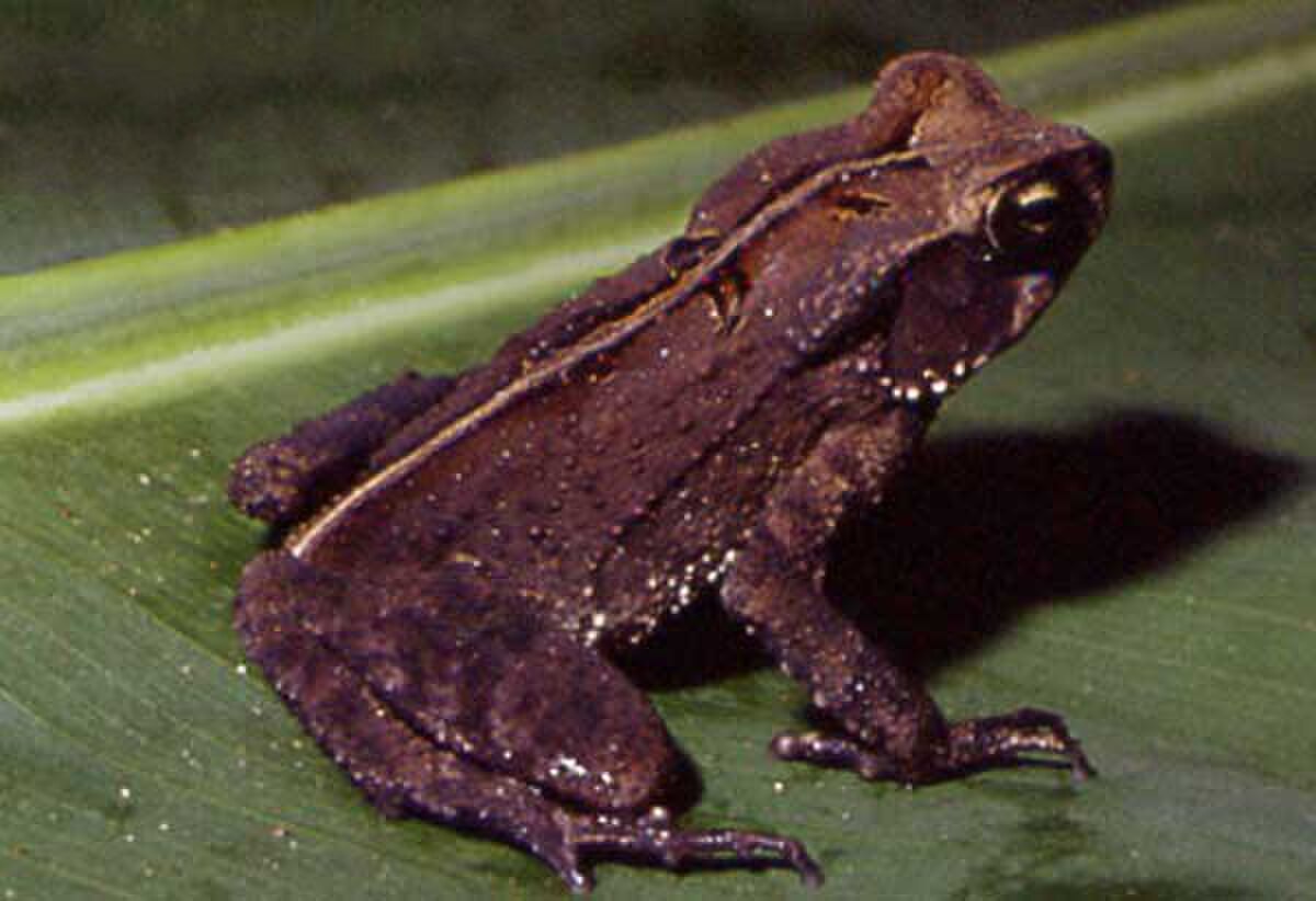Rhinella abei