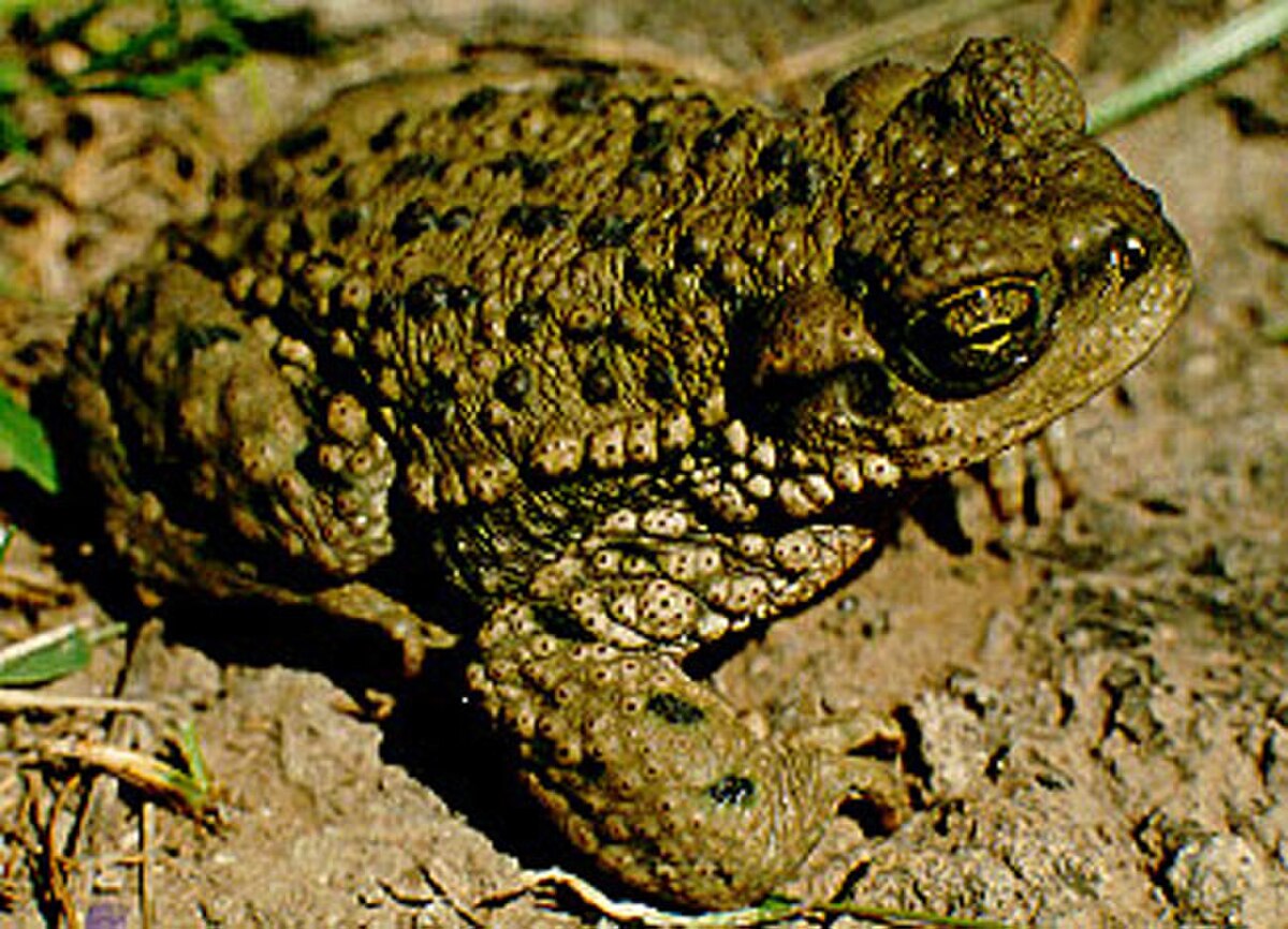 Rhinella achalensis