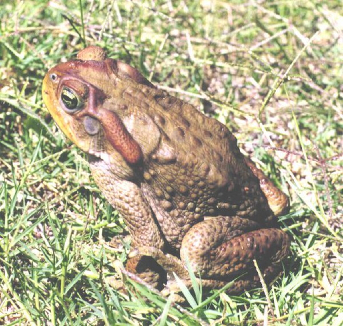 Rhinella achavali