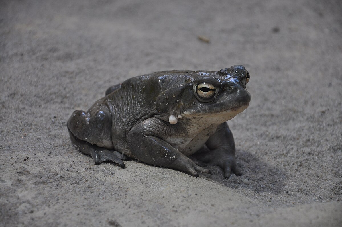 Bufo alvarius 01.JPG