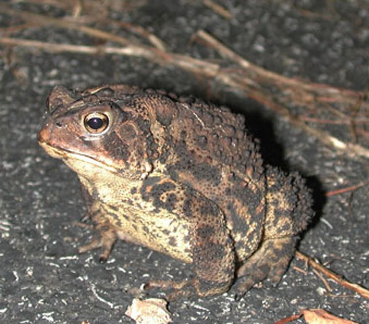 Anaxyrus americanus