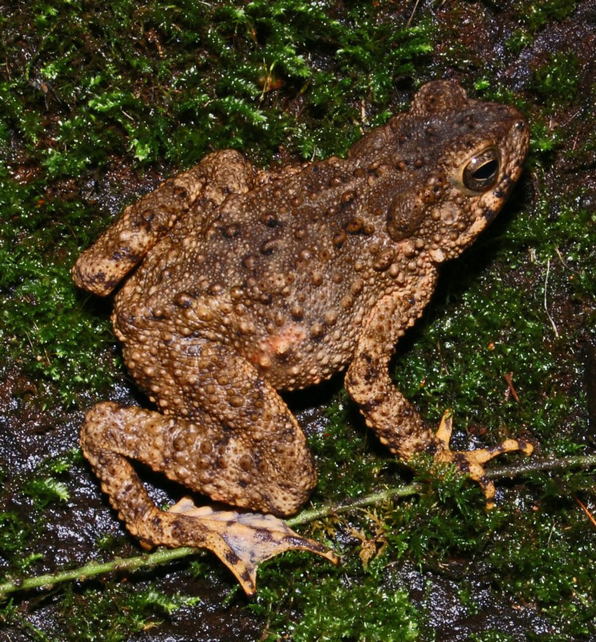 Phrynoidis aspera
