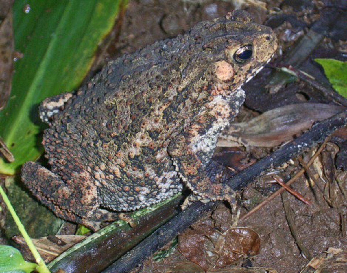 Ingerophrynus biporcatus