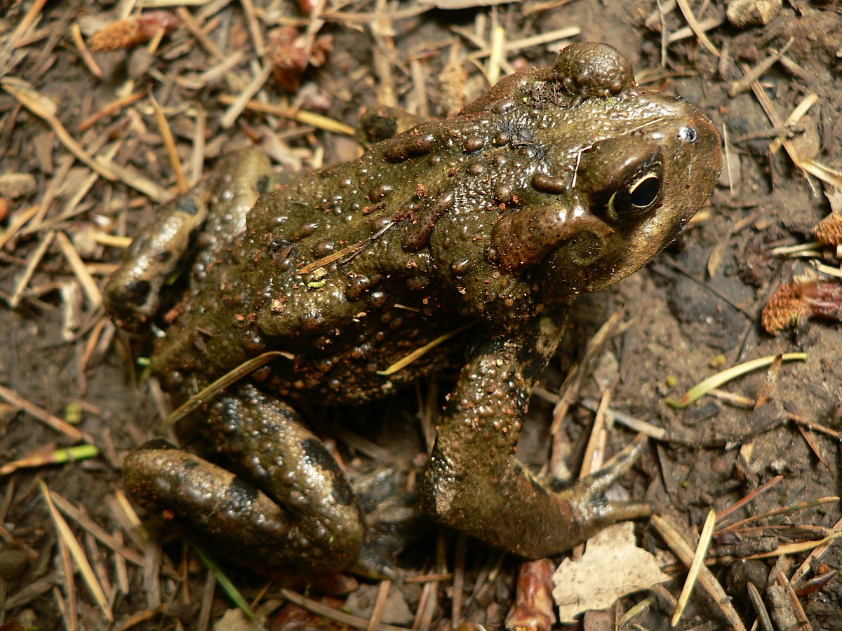 Anaxyrus