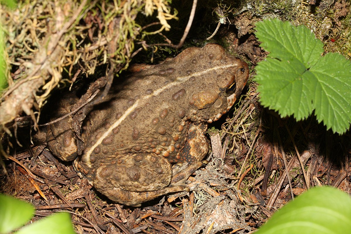 Crapaud boréal