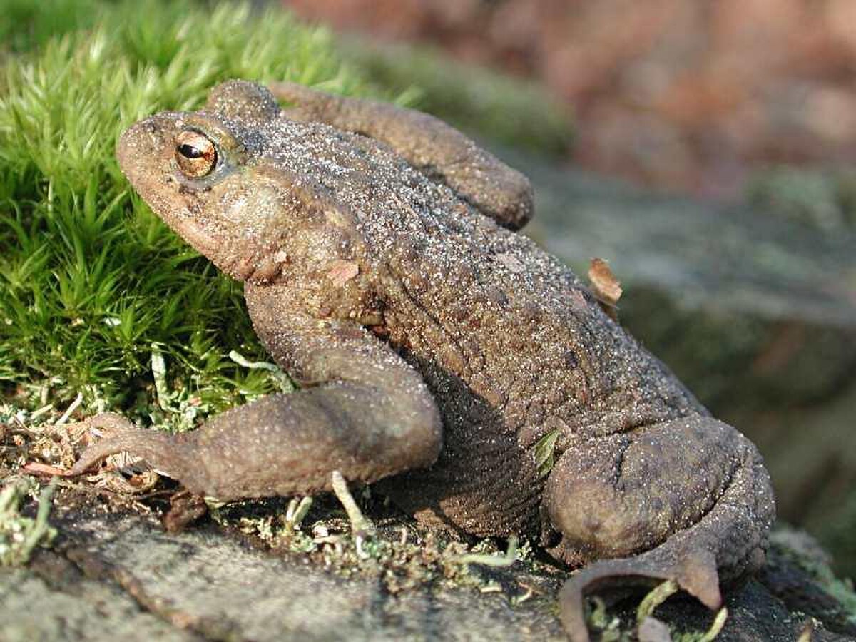 Bufo
