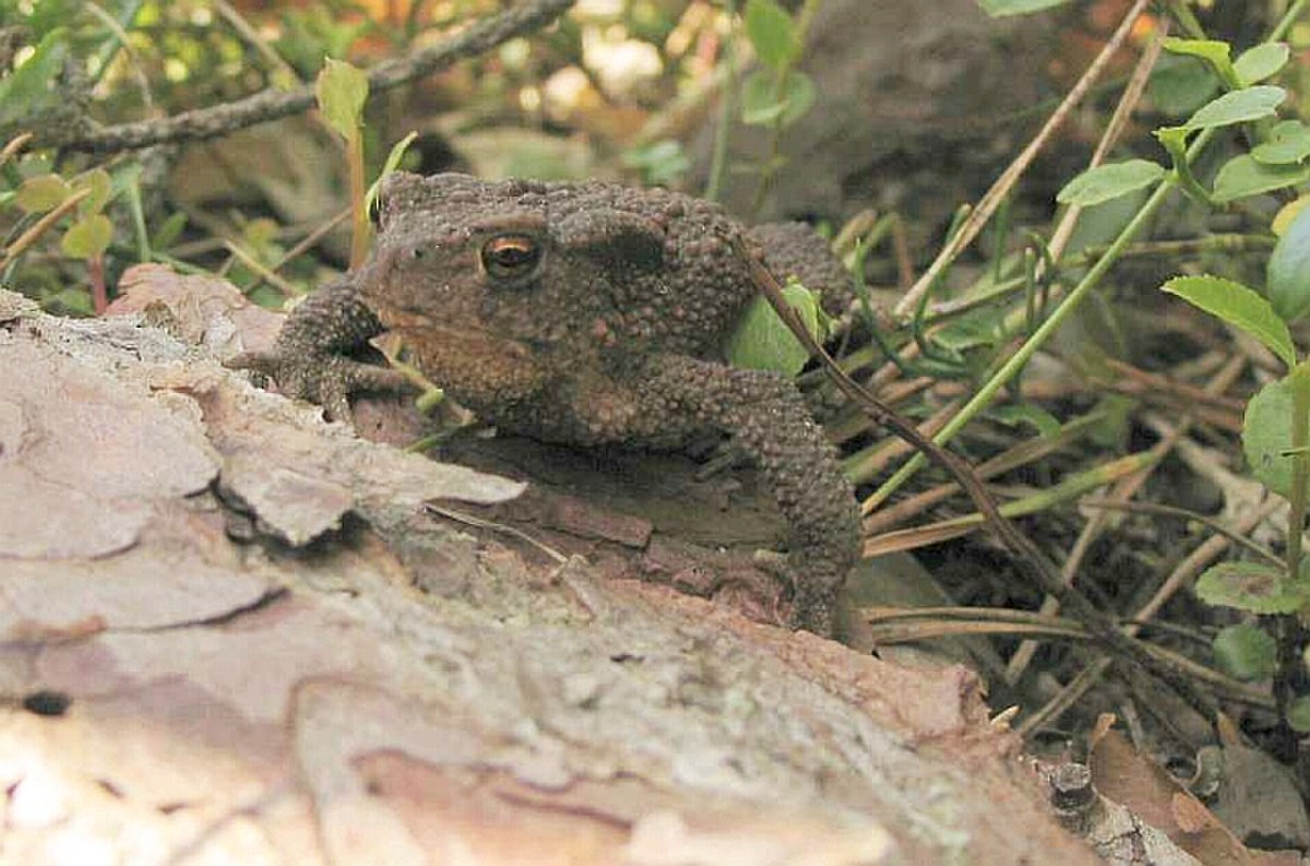 Bufonidae