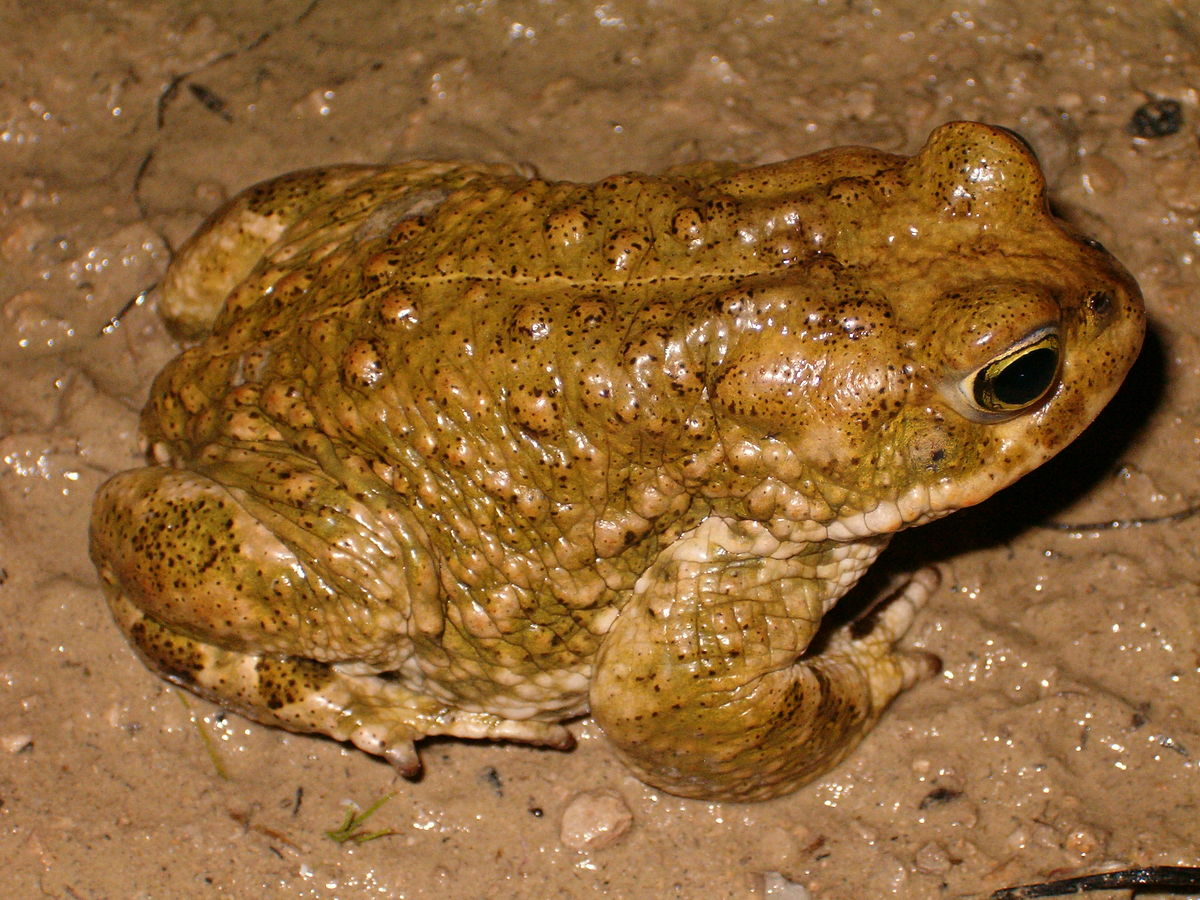 Crapaud calamite