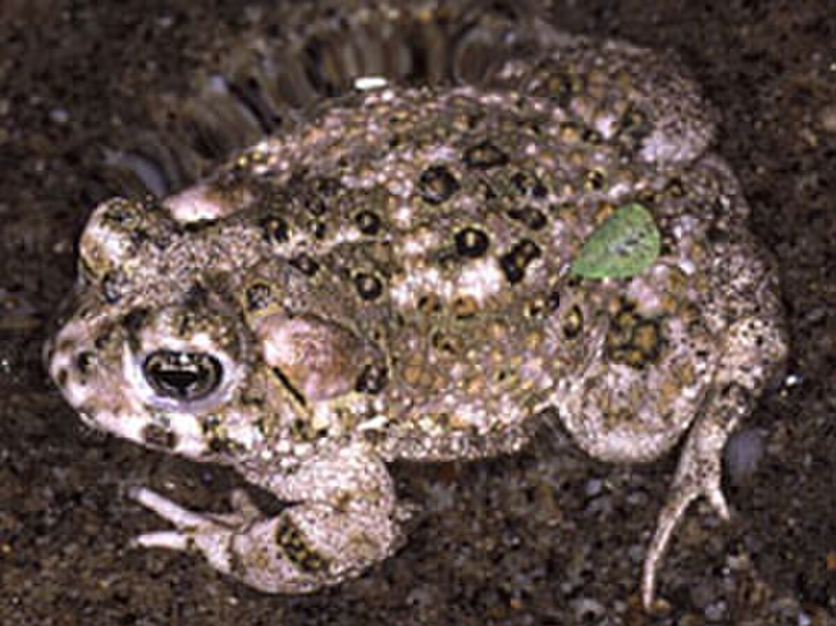 Anaxyrus californicus