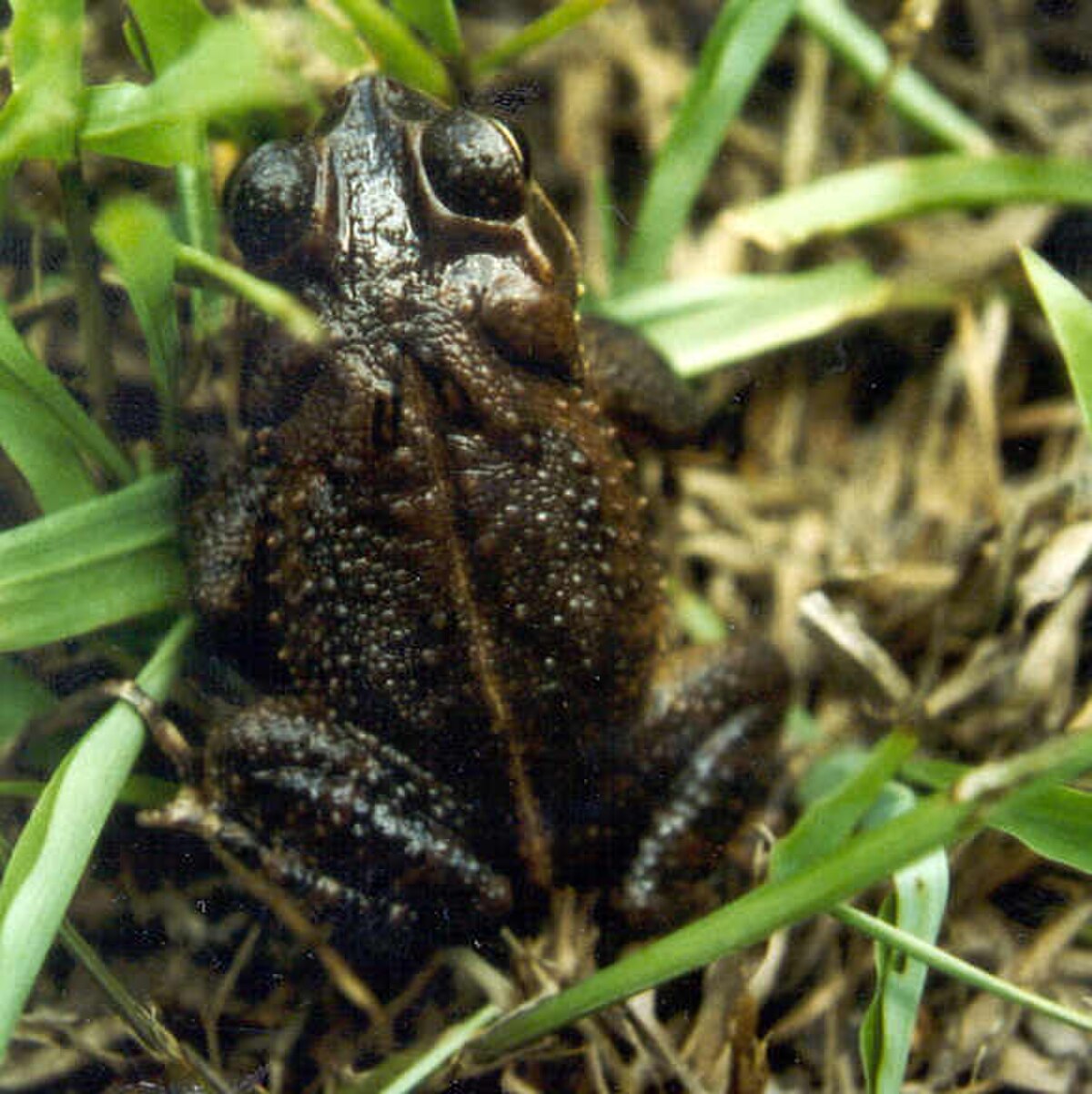 Incilius campbelli