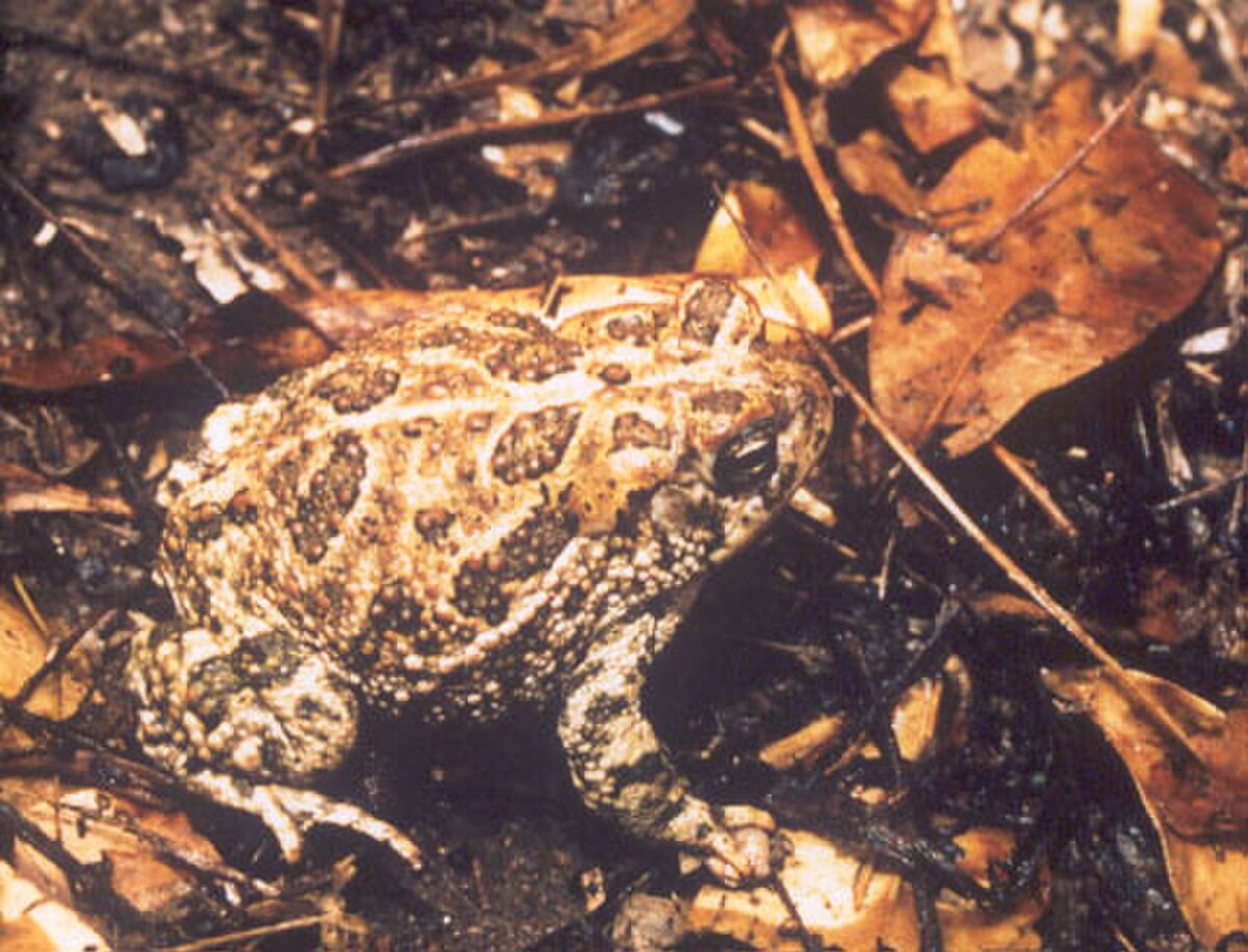 Anaxyrus cognatus