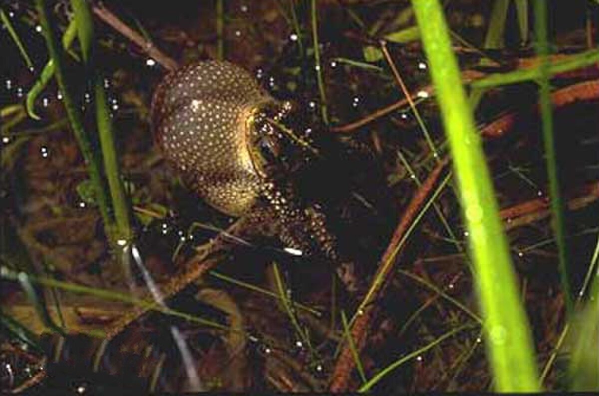 Rhinella dorbignyi