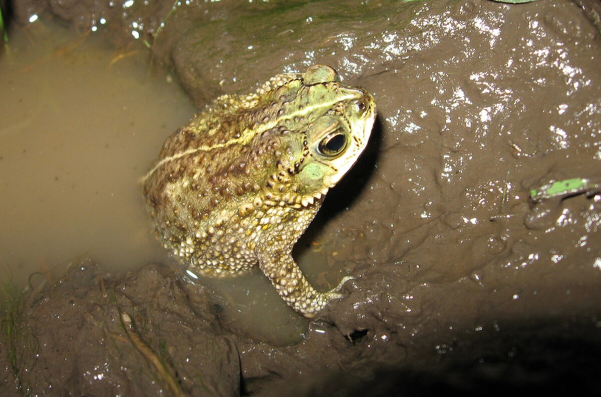 Rhinella fernandezae
