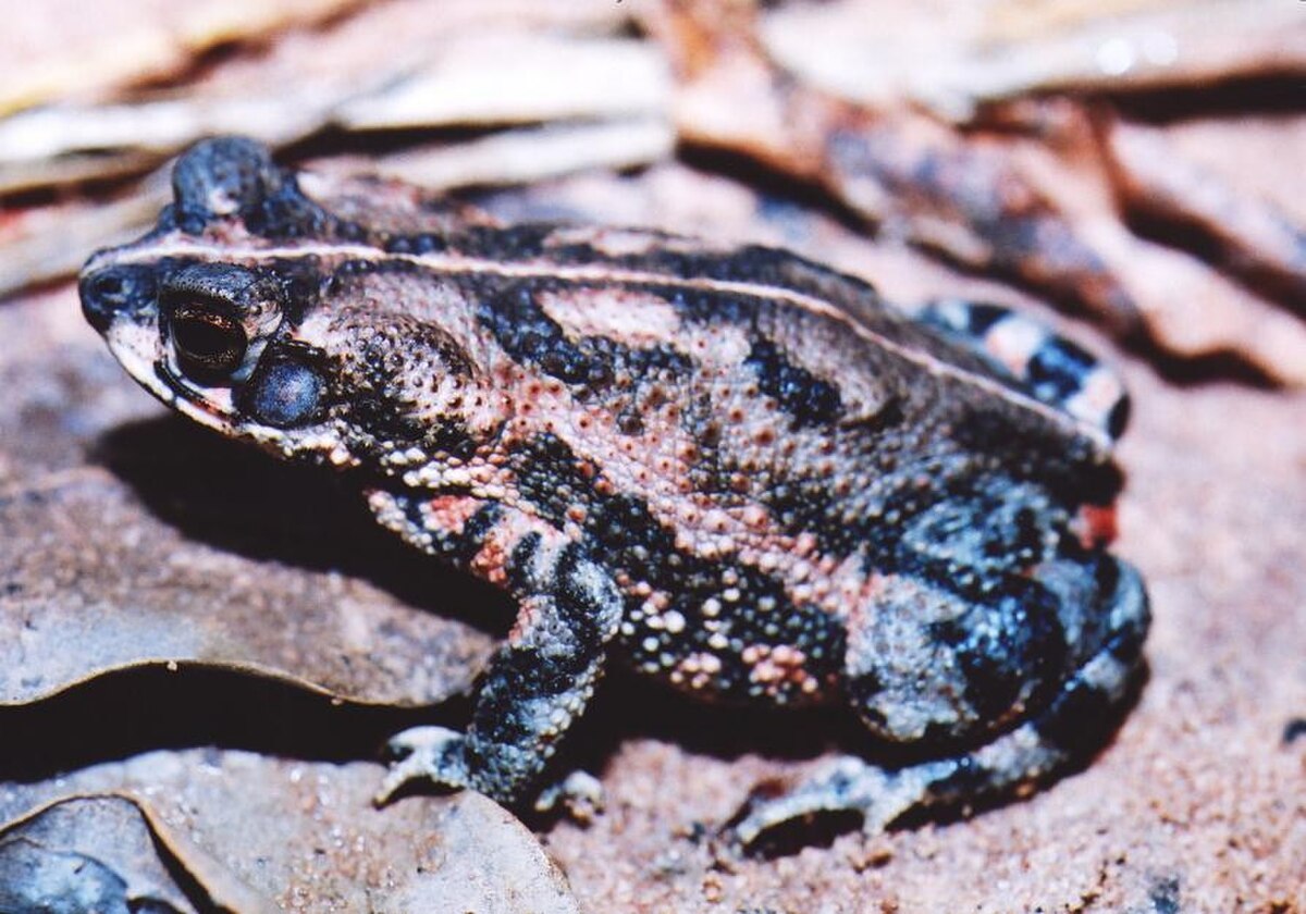 Rhinella granulosa