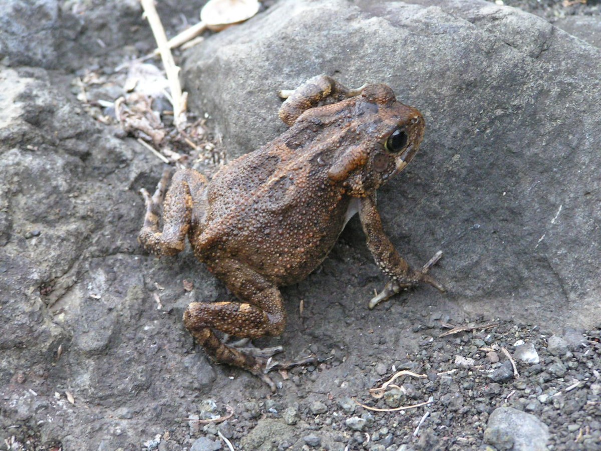 Crapaud guttural