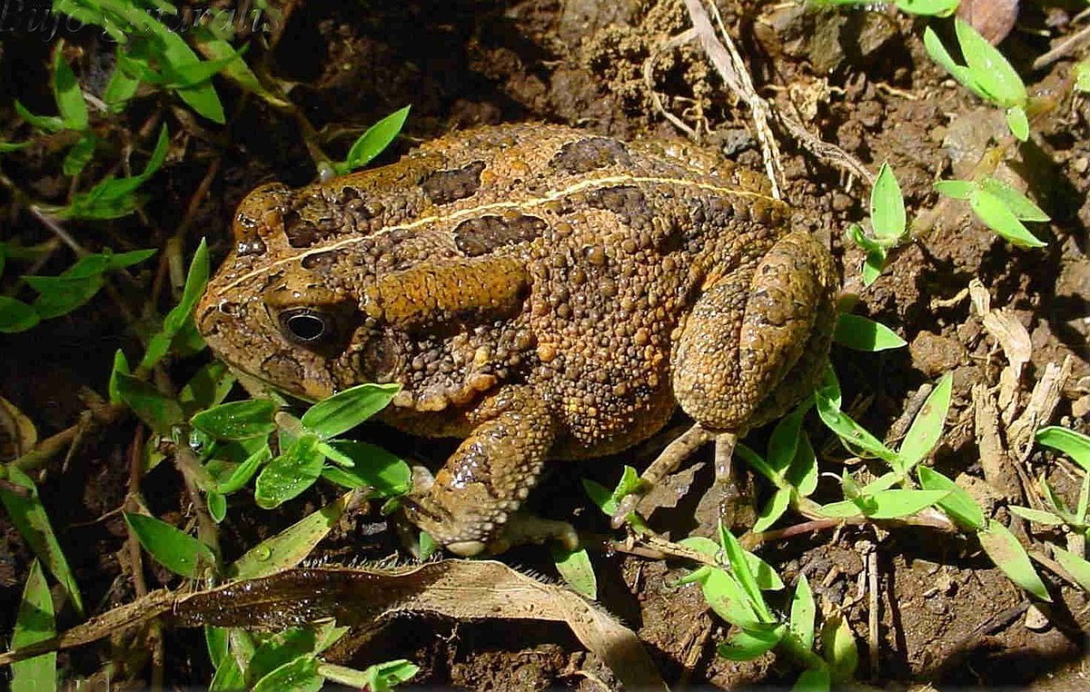 Amietophrynus