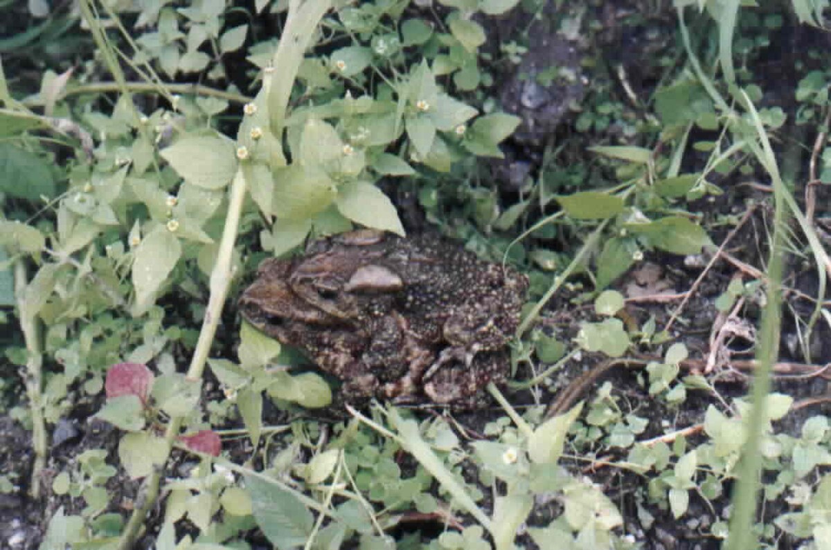 Duttaphrynus