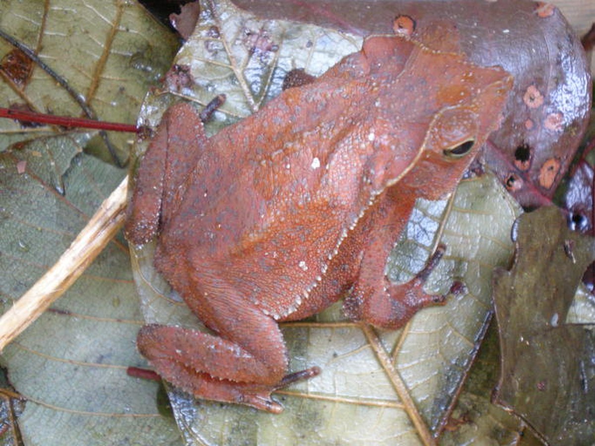 Rhinella hoogmoedi