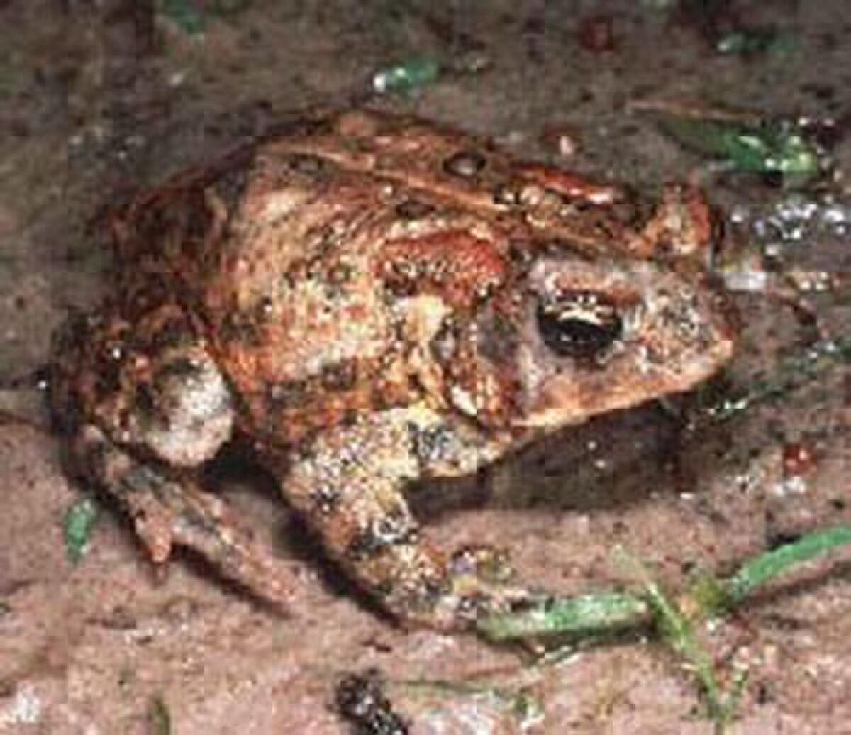 Anaxyrus houstonensis