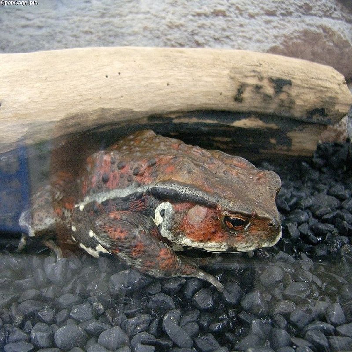 Bufo japonicus
